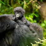 5-days-rwanda-gorilla-trekking-tour