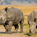 5-days-rwanda-gorilla-trekking-wildlife-safari