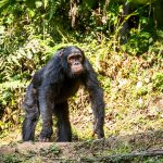 5-days-rwanda-primate-trekking-safari